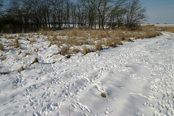 JPS_IMG_7247_Hasenspuren