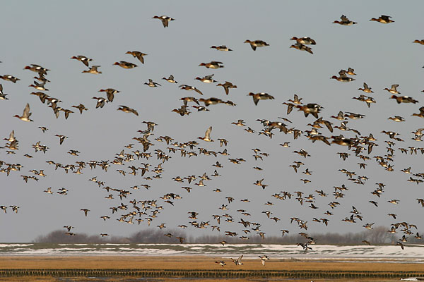 JPS_IMG_7500_Pfeiffenten